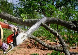 Versailles, KY Tree Services Company