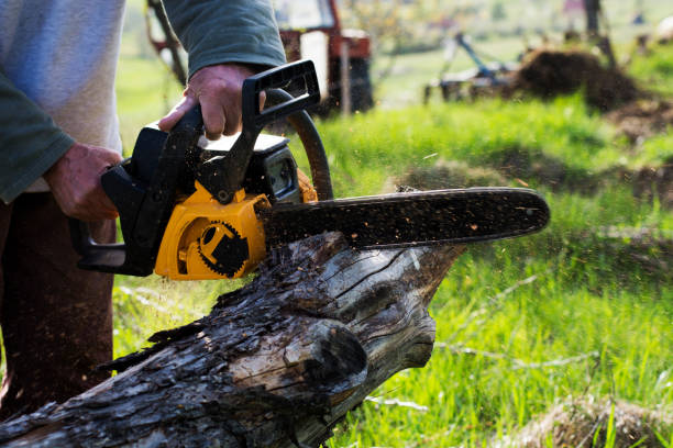 Best Storm Damage Tree Cleanup  in Versailles, KY